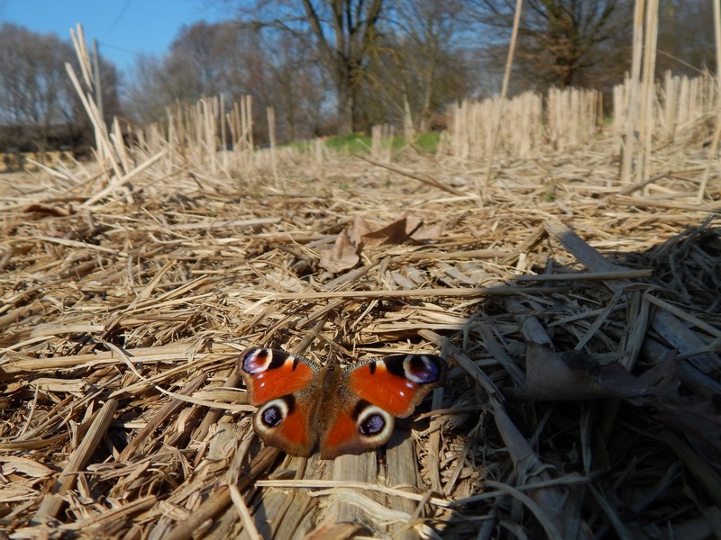 23.02.14 Parco del Ticino